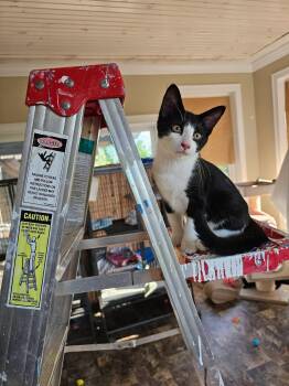 Atlas -  Domestic Short Hair Cat for Adoption in Freeland, Michigan - Atlas | PetCurious