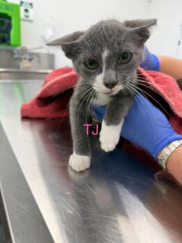 T.J. -  Domestic Short Hair Cat for Adoption in Cambridge, Maryland - T.J. | PetCurious