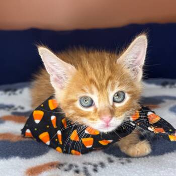 Rescue Domestic Short Hair Cats for Adoption in San Antonio, Texas - Saffron | PetCurious