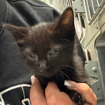 Domestic Short Hair Cats Available for Adoption in Lake Jackson, Texas - Sally | PetCurious