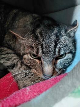 Domestic Short Hair and Tabby Cats Available for Adoption - Cleo | PetCurious