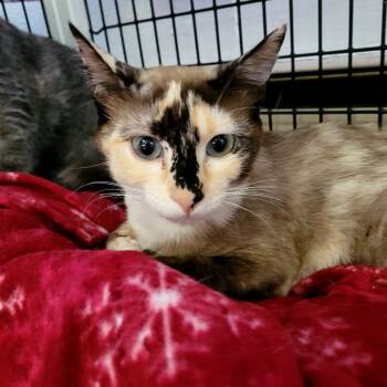 Dove -  Domestic Short Hair Cat for Adoption in Belfair, Washington - Dove | PetCurious