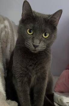 Dusty -  Domestic Short Hair Cat for Adoption in Whiting, Indiana - Dusty | PetCurious