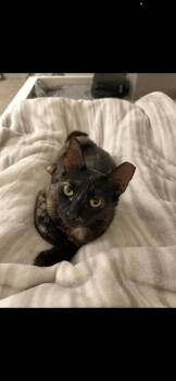 Rescue Tortoiseshell Cats for Adoption in Sacramento, California - Luna | PetCurious