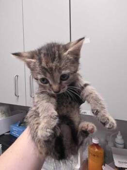 Fresno -  Domestic Short Hair Cat for Adoption in Sevierville, Tennessee - Fresno | PetCurious