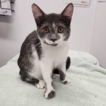 Marty -  Domestic Short Hair Cat for Adoption in Fort Wayne, Indiana - Marty | PetCurious