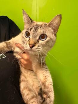 Ti-bebe -  Siamese Cat for Adoption in Delson, Quebec - Ti-bebe | PetCurious