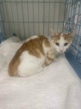 Howie -  Domestic Short Hair Cat for Adoption in Gainesville, Florida - Howie | PetCurious