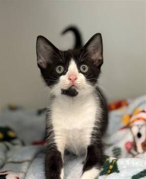 SITCOM -  Domestic Short Hair Cat Available for Adoption in Texas City, Texas - SITCOM | PetCurious