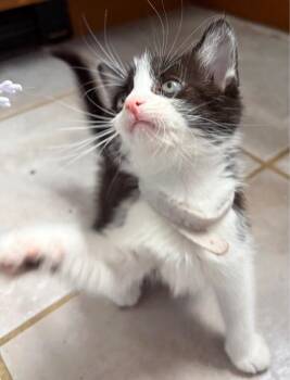 Oreo -  Domestic Short Hair Cat for Adoption in North Babylon, New York - Oreo | PetCurious