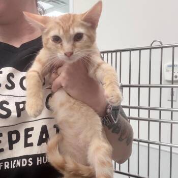 Jigsaw -  Domestic Short Hair Cat for Adoption in Jupiter, Florida - Jigsaw | PetCurious