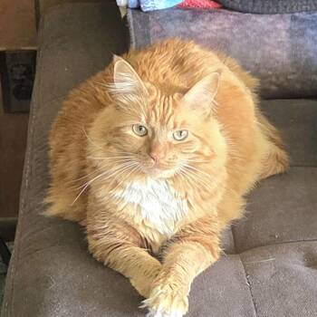 Winnie -  Domestic Long Hair Cat for Adoption in Albany, New York - Winnie | PetCurious