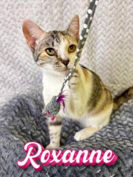 Calico Cats Available for Adoption in Boerne, Texas - Roxanne | PetCurious