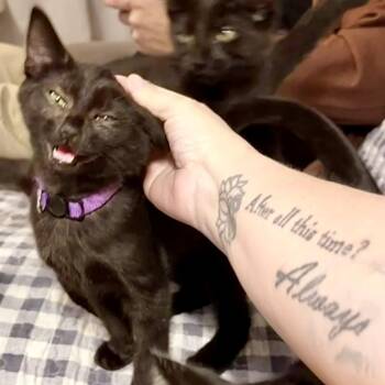 Cobalion -  Domestic Short Hair Cat for Adoption in Syracuse, New York - Cobalion | PetCurious