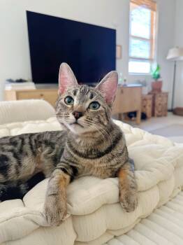 Rescue Domestic Short Hair Cats for Adoption in Villa Park, California - Savannah | PetCurious