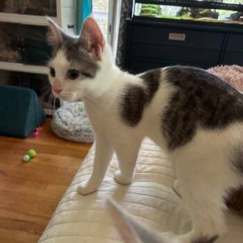 Anais -  Domestic Short Hair Cat for Adoption in Mebane, North Carolina - Anais | PetCurious