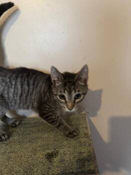Domestic Short Hair Cats Available for Adoption - Sable | PetCurious