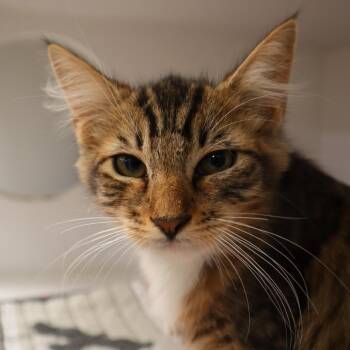 Dusty -  Domestic Medium Hair Cat for Adoption in Riverside, California - Dusty | PetCurious