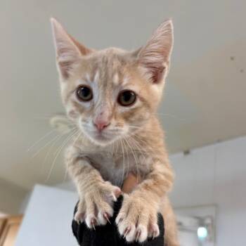 Nemo -  Domestic Short Hair Cat for Adoption in Leander, Texas - Nemo | PetCurious