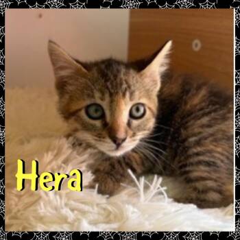 Hera -  Domestic Medium Hair Cat for Adoption in Red Lodge, Montana - Hera | PetCurious