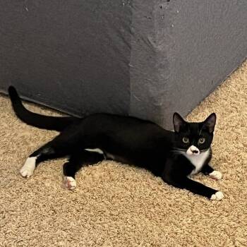 Domestic Short Hair Cats Available for Adoption - CHIPS | PetCurious