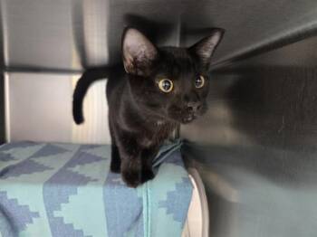GHOUL -  Domestic Short Hair Cat for Adoption in Omaha, Nebraska - GHOUL | PetCurious