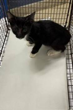 MAVERICK -  Domestic Short Hair Cat for Adoption in Doral, Florida - MAVERICK | PetCurious