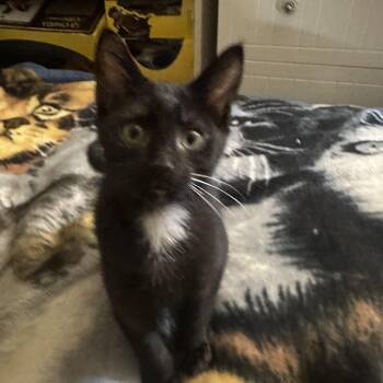 Panther -  Domestic Short Hair Cat for Adoption in Syracuse, New York - Panther | PetCurious