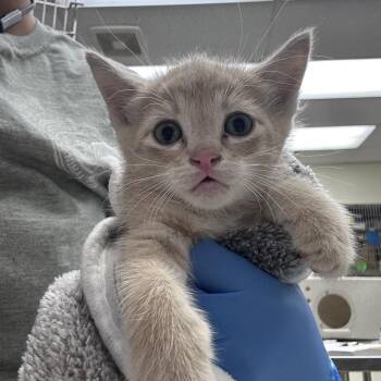 Franks 26-06-018 -  Domestic Short Hair Cat Available for Adoption in Bastrop, Texas - Franks 26-06-018 | PetCurious
