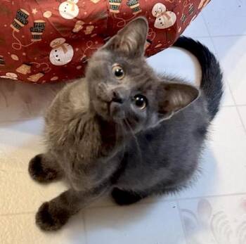 Lola -  Domestic Short Hair Cat for Adoption in Vaughan, Ontario - Lola | PetCurious