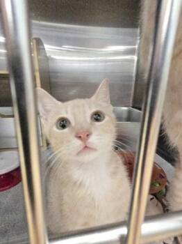 Lil Squich Roy -  Domestic Short Hair Cat for Adoption in River Ridge, Louisiana - Lil Squich Roy | PetCurious