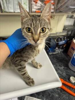*HAZELNUT -  Domestic Short Hair Cat for Adoption in Woodland, California - *HAZELNUT | PetCurious