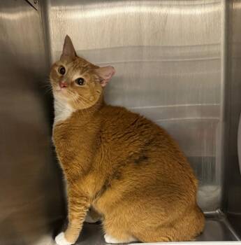 Regina -  Domestic Short Hair Cat for Adoption in Clarksville, Tennessee - Regina | PetCurious