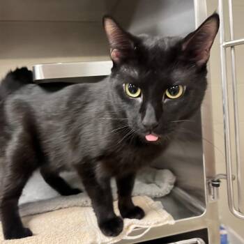 Domestic Short Hair Cats Available for Adoption in Chicago, Illinois - Mace Windu | PetCurious
