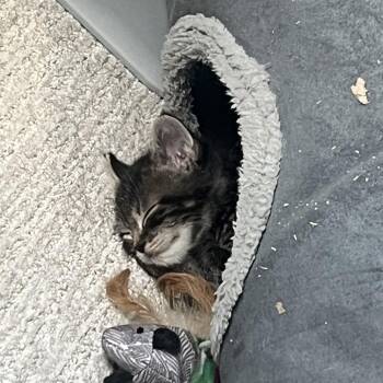 Wash -  Domestic Short Hair Cat for Adoption in Sioux Falls, South Dakota - Wash | PetCurious