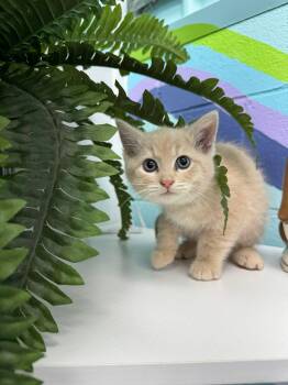 Rescue Domestic Short Hair Cats for Adoption in Leitchfield, Kentucky - Fortnite | PetCurious