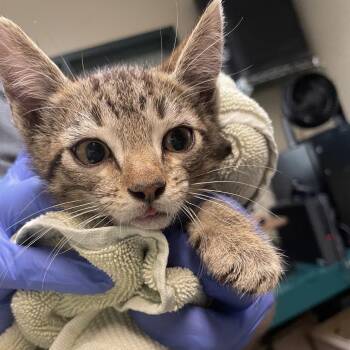 Starlight -  Domestic Short Hair Cat for Adoption in Pasadena, California - Starlight | PetCurious