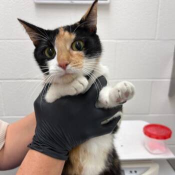 Domestic Short Hair Cats Available for Adoption in Corpus Christi, Texas - Ballerina | PetCurious