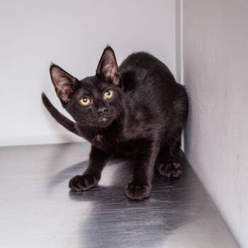 Moe -  Domestic Short Hair Cat for Adoption in Hattiesburg, Mississippi - Moe | PetCurious
