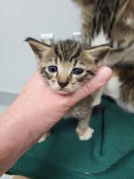 If4 Troy -  Domestic Short Hair Cat for Adoption in Lawrenceville, Georgia - If4 Troy | PetCurious