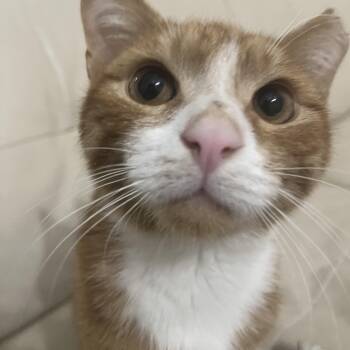 Rescue Domestic Short Hair Cats for Adoption - Clover | PetCurious