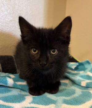 Melvin -  Domestic Short Hair Cat for Adoption in Challis, Idaho - Melvin | PetCurious