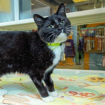 Domestic Short Hair Cats Available for Adoption - CARDIFF | PetCurious