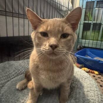 Owen -  Domestic Short Hair Cat for Adoption in Madison, Wisconsin - Owen | PetCurious