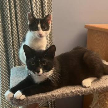 Gwenie -  Domestic Short Hair Cat for Adoption in Hopkinton, Massachusetts - Gwenie | PetCurious