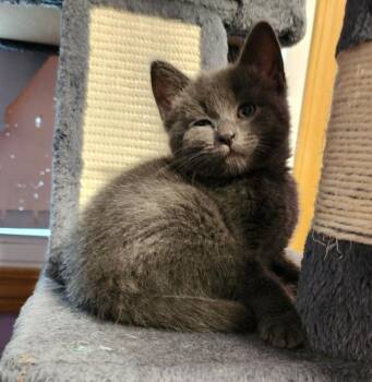 Domestic Medium Hair Cats Available for Adoption in Warren, Michigan - Bubblegum | PetCurious