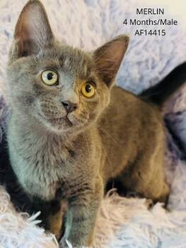 Domestic Short Hair Cats Available for Adoption - Merlin | PetCurious