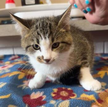 Benjamin -  Domestic Short Hair Cat for Adoption in Marion, Ohio - Benjamin | PetCurious