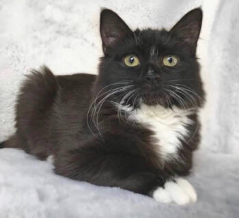 Rescue Domestic Long Hair Cats for Adoption in Fort Worth, Texas - Tarot | PetCurious