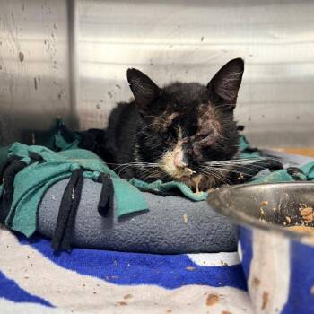 Domestic Medium Hair Cats Available for Adoption in Indianapolis, Indiana - Tux | PetCurious